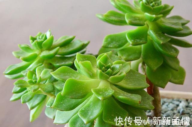 养护|多肉“蒂亚”还在充白菜3个小技巧,浑身红彤彤,颜色最耀眼