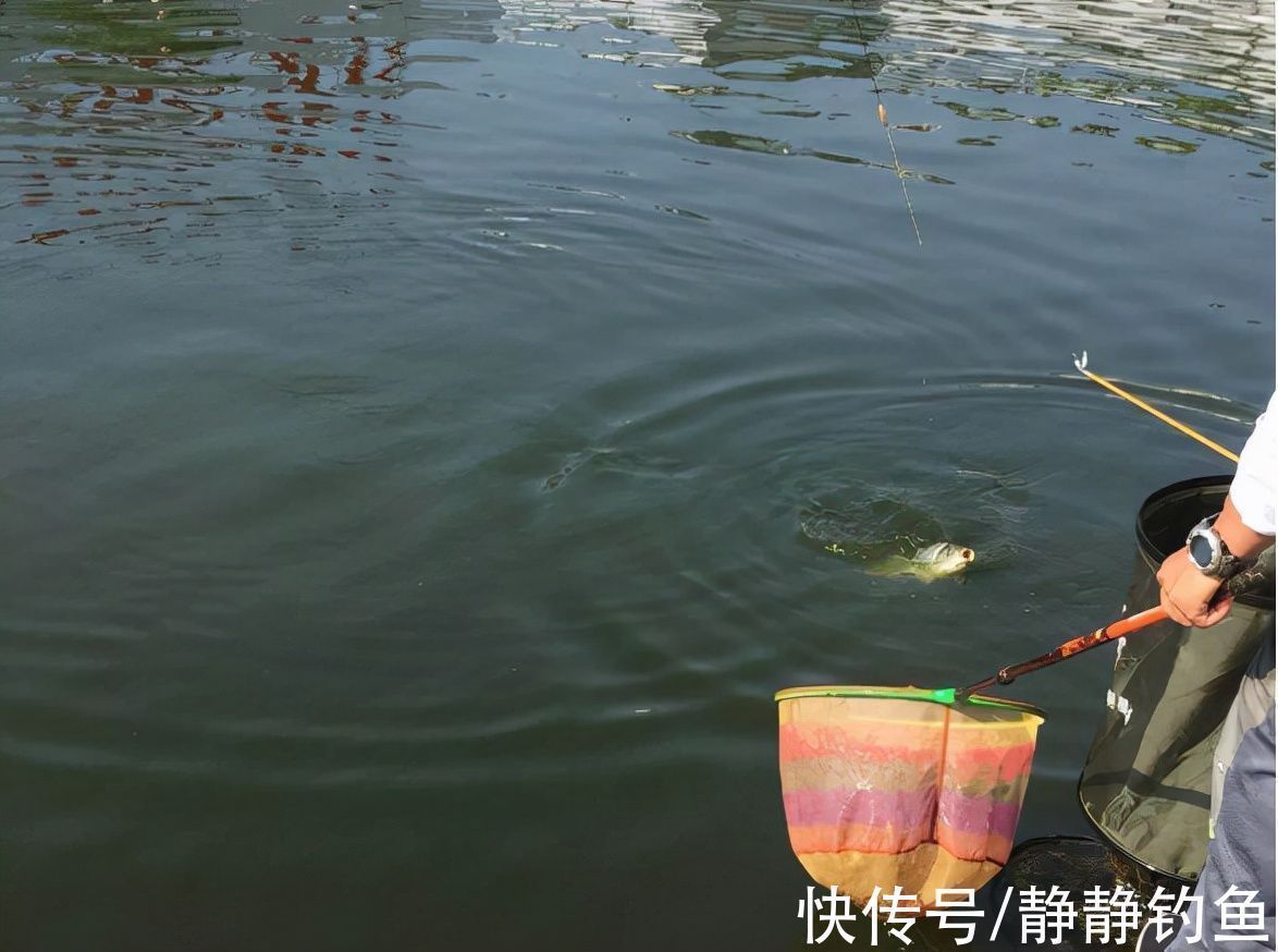 鲫鱼|浮钓鲫鱼的六种情形,多数人还不晓得,老司机倾囊相授,涨见识了