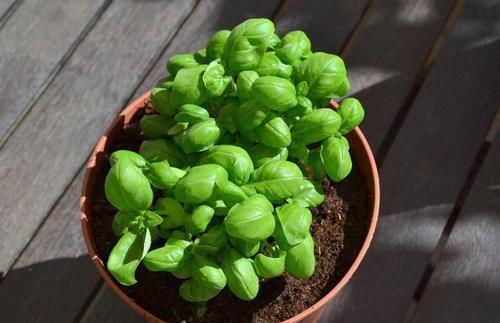  加一点|浇水的时候加一点糖，可以让植物枝繁叶茂、花开爆盆！