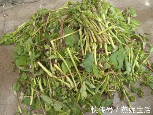 欧芹|农村最常见的一种野菜，可以有效治疗头痛，可惜知道的人很少