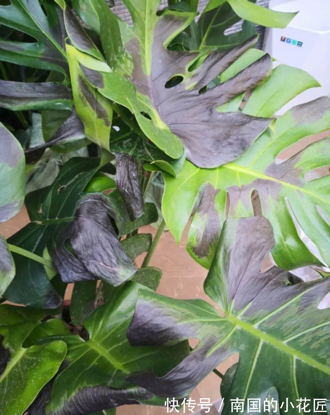 叶片|夏天怕晒的花，赶紧搬到阴凉地儿，再晒成枯杆了