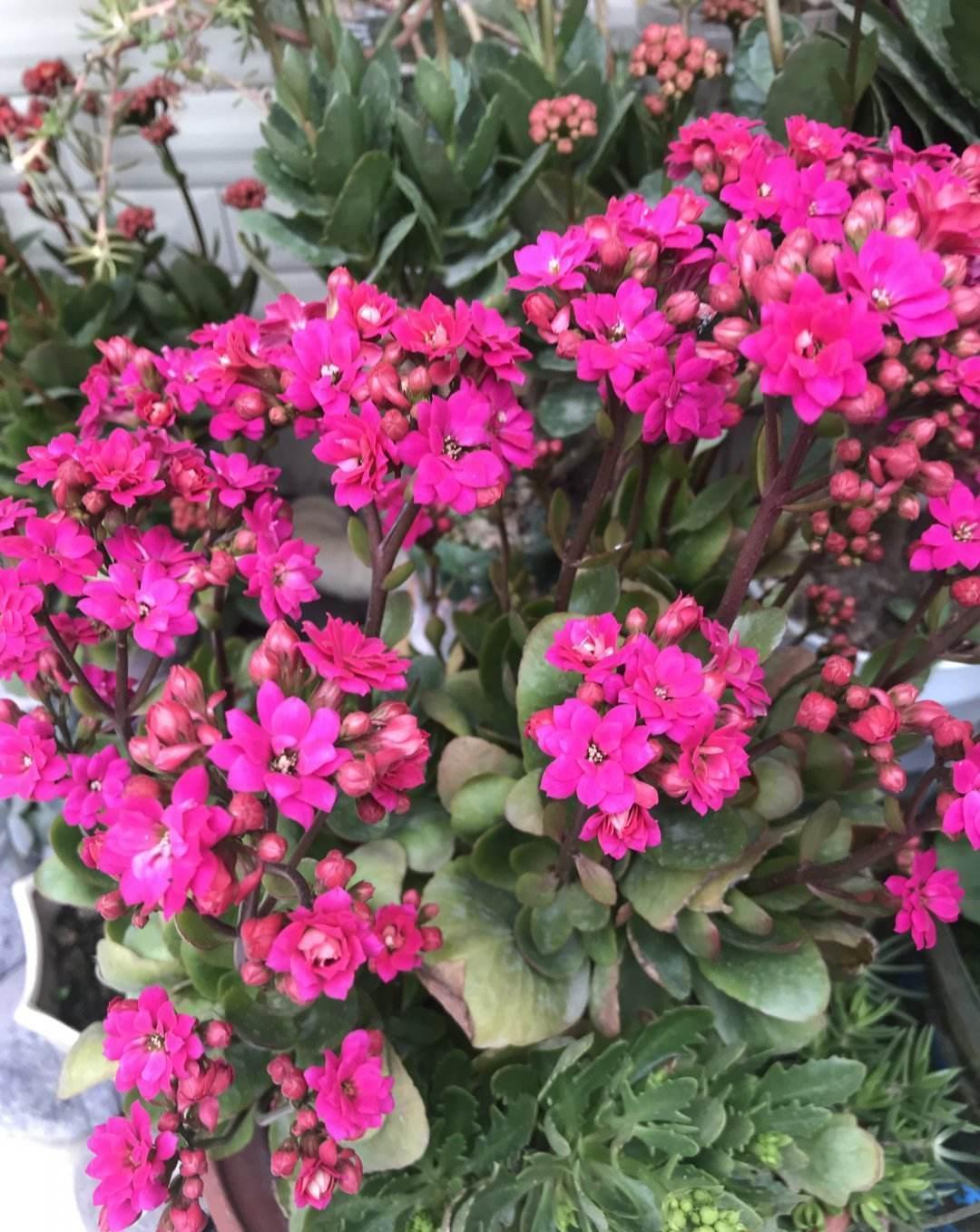 枝条|七月快修剪,晚了这个月,小心来年开花难
