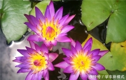 花朵|养5种花,夏天不怕热,花朵蹭蹭开,好看又好养