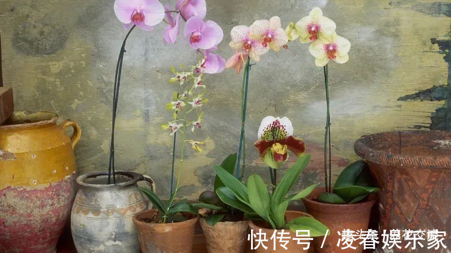 一年四季可以养在室内的开花植物和观叶植物，附新手养护教程