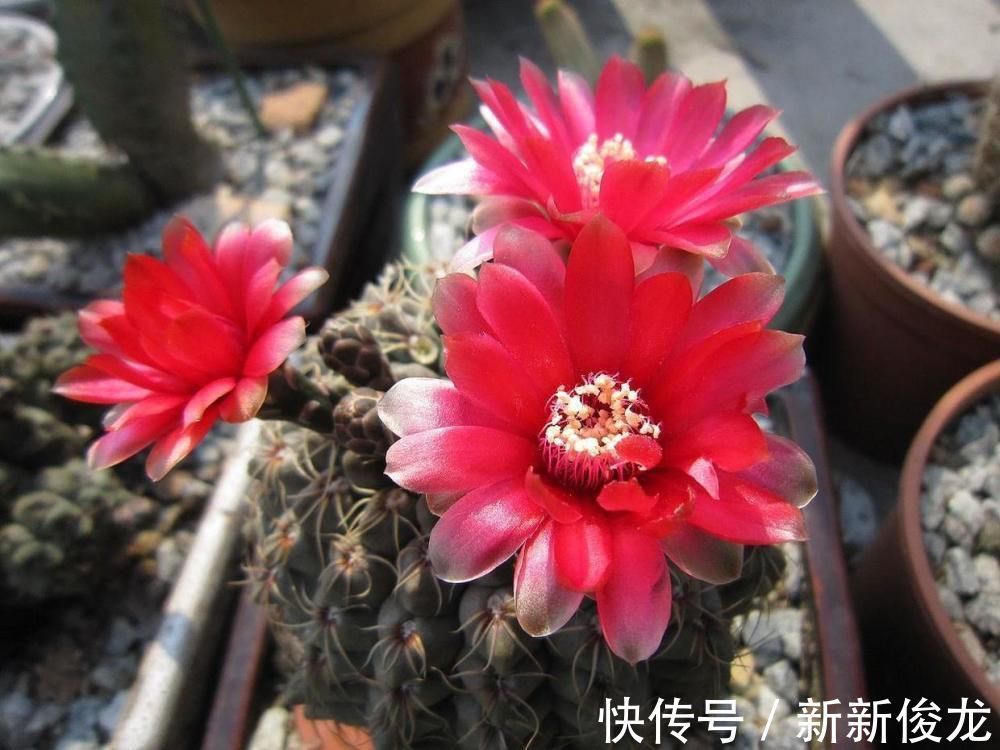 这款仙人球不一般,不甘落寞最喜欢开花,用了土壤就窜花苞