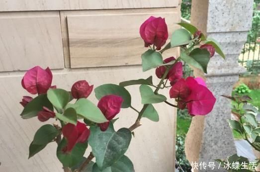 婆婆|婆婆只养“2种”花,窗台变成“花海”,“开花”上百朵