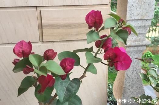 婆婆|婆婆只养“2种”花，窗台变成“花海”，“开花”上百朵