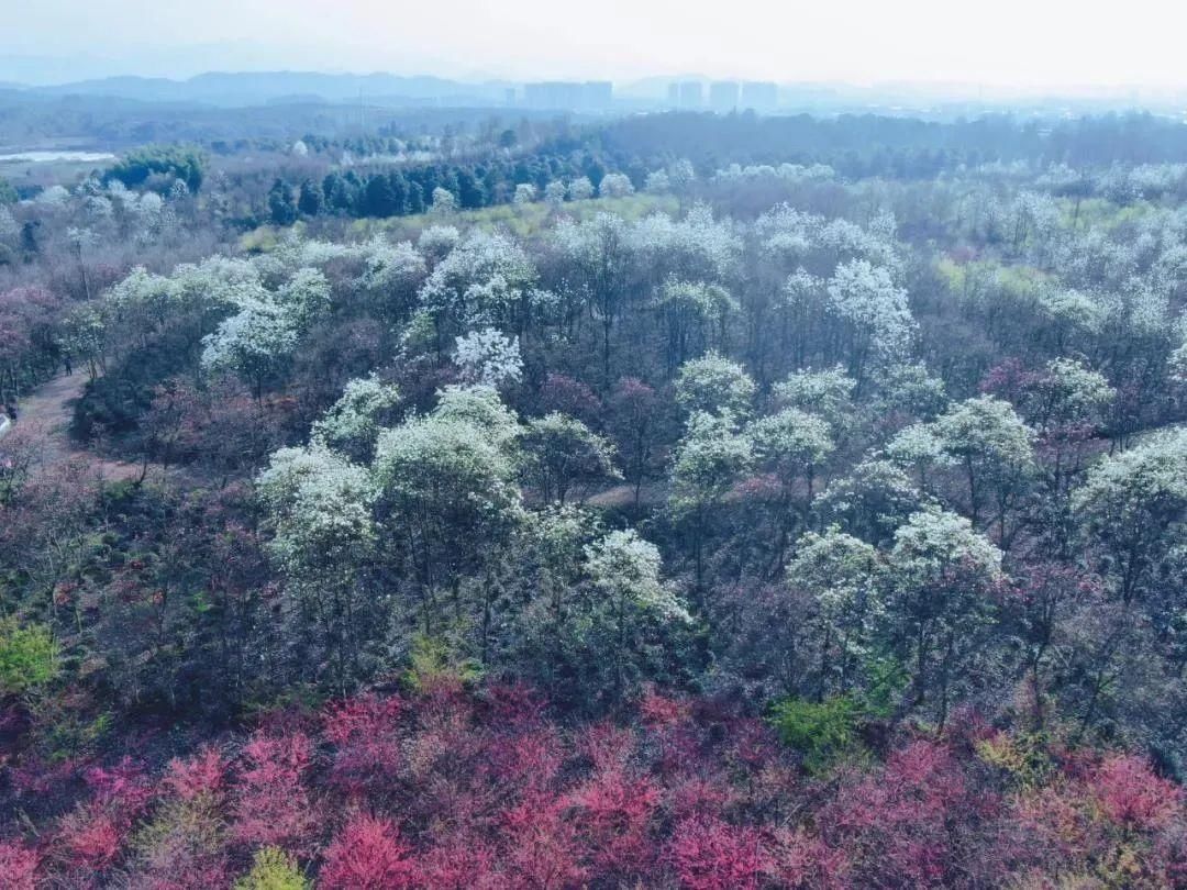 金华最撩人的春天，美成一幅画，看遍“花花世界”，人少景多，还不用门票！