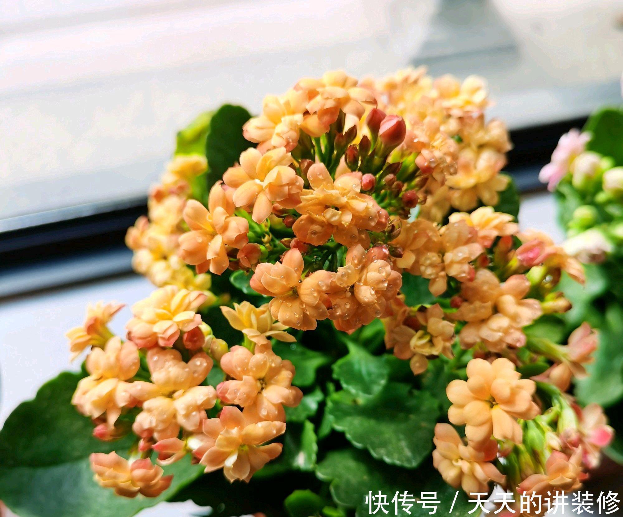 花苞|第一次养长寿花老桩,花苞呼之欲出就是不开花,两个催花技巧