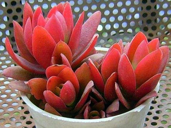 根部|多肉只能露养色彩斑斓,聪明的人教你3点,一学就会