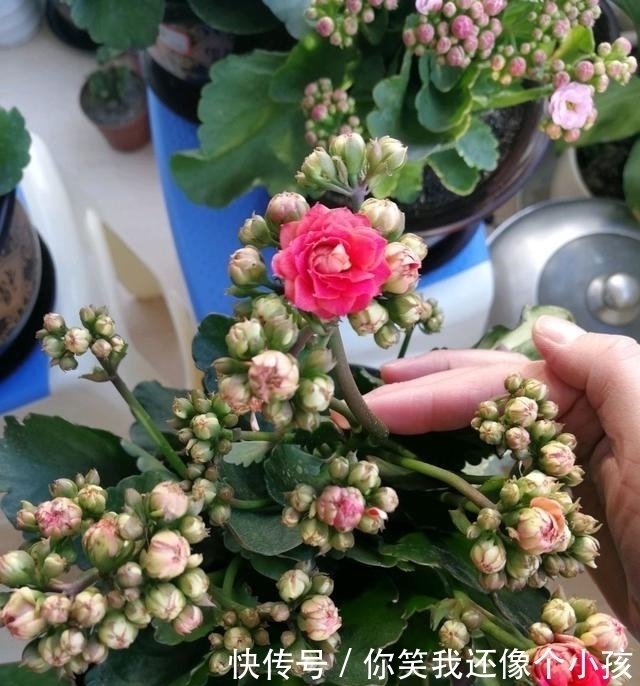 冬天|长寿花冬天不开花怎么办?控水、控枝,注意这两点,花苞挤满