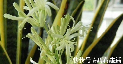 虎皮兰|春养虎皮兰，4点“伺候好”，才能长高高，开花特仙气，好运临门！