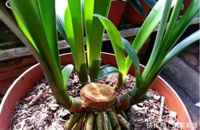 李大姐养君子兰,开春切一刀,养60天,冒出9个芽,要爆盆了