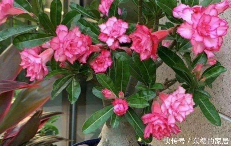 5种花很好养,耐热耐晒更耐旱,名字好听上档次