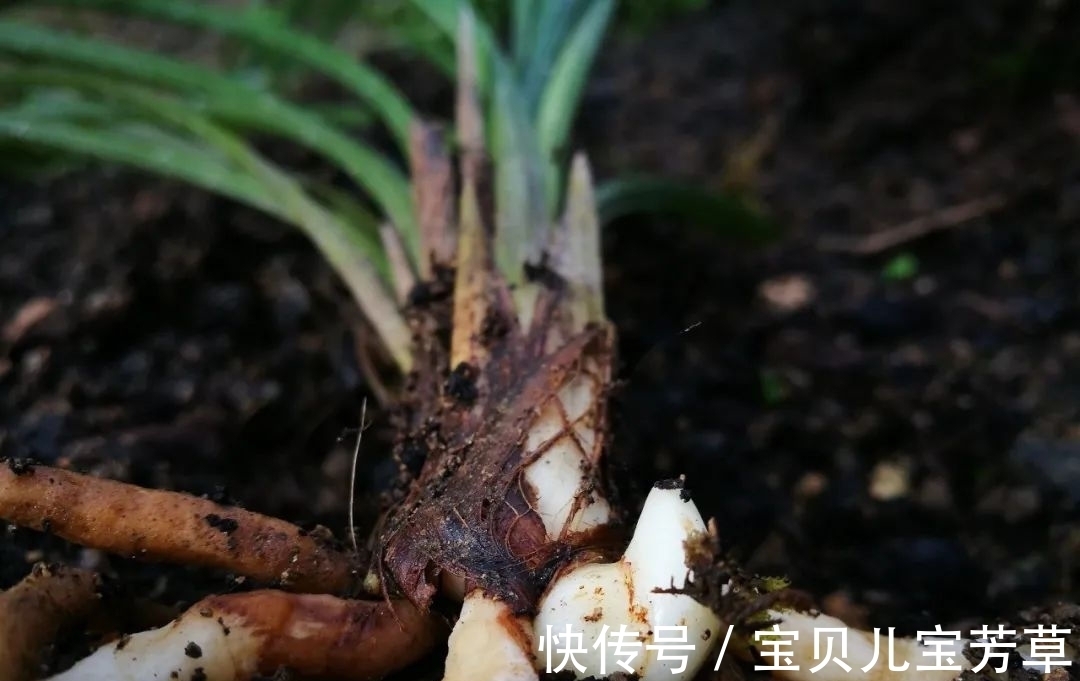 刚买的兰花怎么种？4种常犯的错误，新手兰友要学会避免