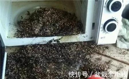 小虫子|养花，撒一些生石灰在花盆里，小虫子都被杀死了