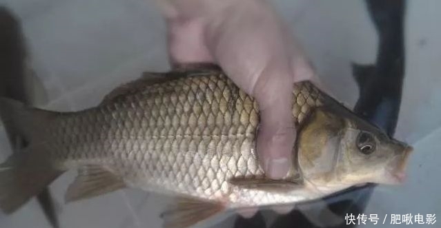 泡沫饵加点“它”,鲫鱼鲤鱼好钓到怀疑人生!