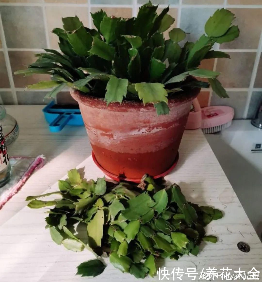 7种“落地生根”花，春天多插几棵，成活率特别高