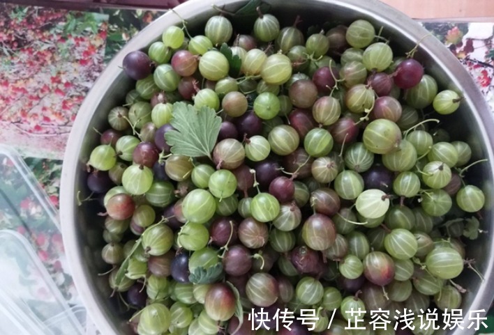 盆栽|谁还记得这种“虫不爬”的野果?目前价值很高,请珍惜