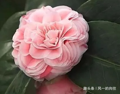 家养山茶花总是难开花学会这三个小技巧，轻松花开爆满盆