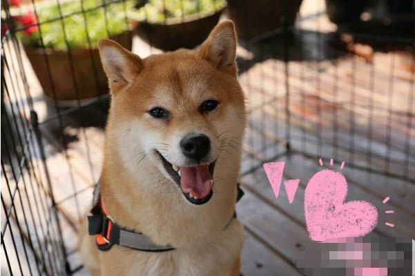 《向往的生活》中的小瓢终于被领养,节目大喜事