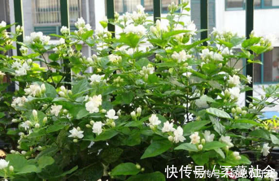 栀子|养栀子花、茉莉花这点最关键,不黄叶掉叶,开花多又香,爆满盆!