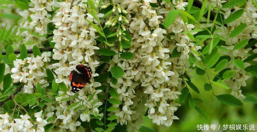 好闻|家里养此5种花,好看好闻,关键花朵还能吃,真是美味!