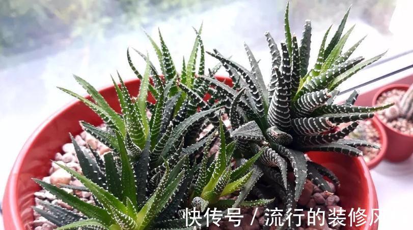 花盆|养条纹十二卷，打理好3点就不出状况，适合新人入坑练手