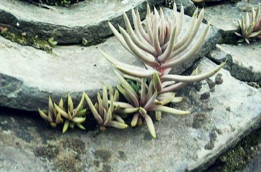 瓦松|老家房上“1种植物”，遇见必采，半年养出50株，家里养了有福气