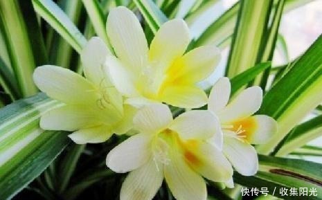比兰花香,比绿萝还好养,养一盆花,香气飘满家,能开一辈子!