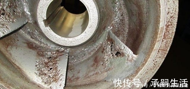 生物|出拳快过泰森李小龙,一拳锤爆蛤蜊玻璃,什么生物具有如此威力