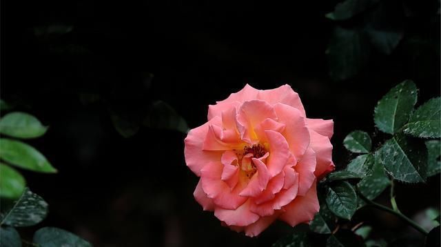 阳台就种一盆这种花,和牡丹一样美,开花碗口大,年年都开花