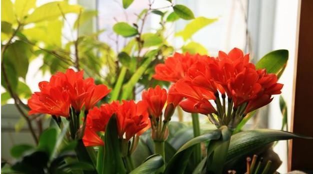 油绿|养君子兰长太慢浇水用一点“它”,叶子油绿肥厚,芽也多,真美