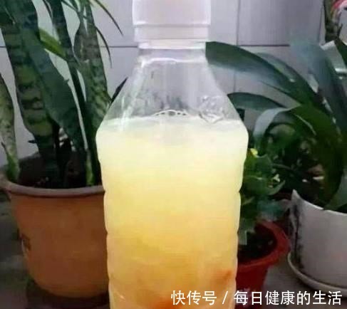 养花只用了黄豆水，不施肥也呼呼冒新叶，这人养花奇了！