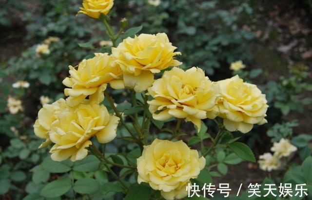 小花|月季冒出花蕾,却被“蚜虫”包围,学会这几招,1个月消灭病虫害