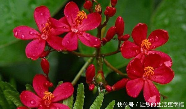 世界十大花期最长的花,全年都开的花有哪些什么花的赏花期最长!