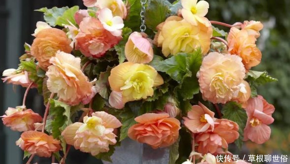 4种花漂亮又好养,比牡丹好看,浇水就疯长,开花爆盆很容易