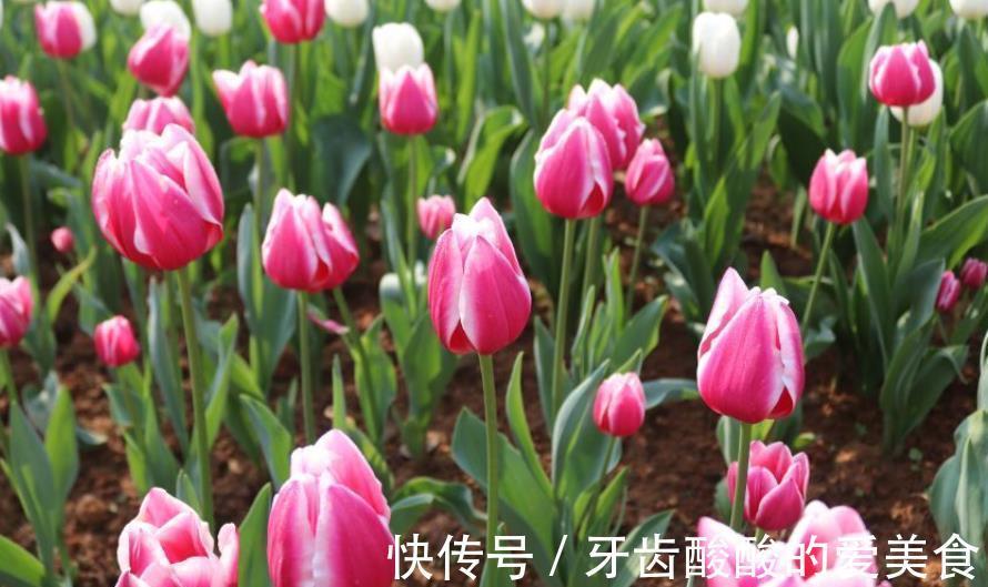 盘点3种适合秋冬养护的花，颜值高长势旺，花开不停美极了