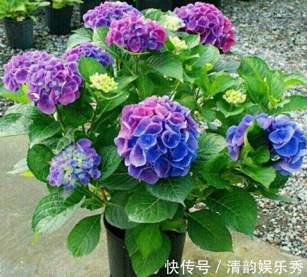 室内养花,盆栽首选懒人花,这4款适应性强、花期长、花量还大