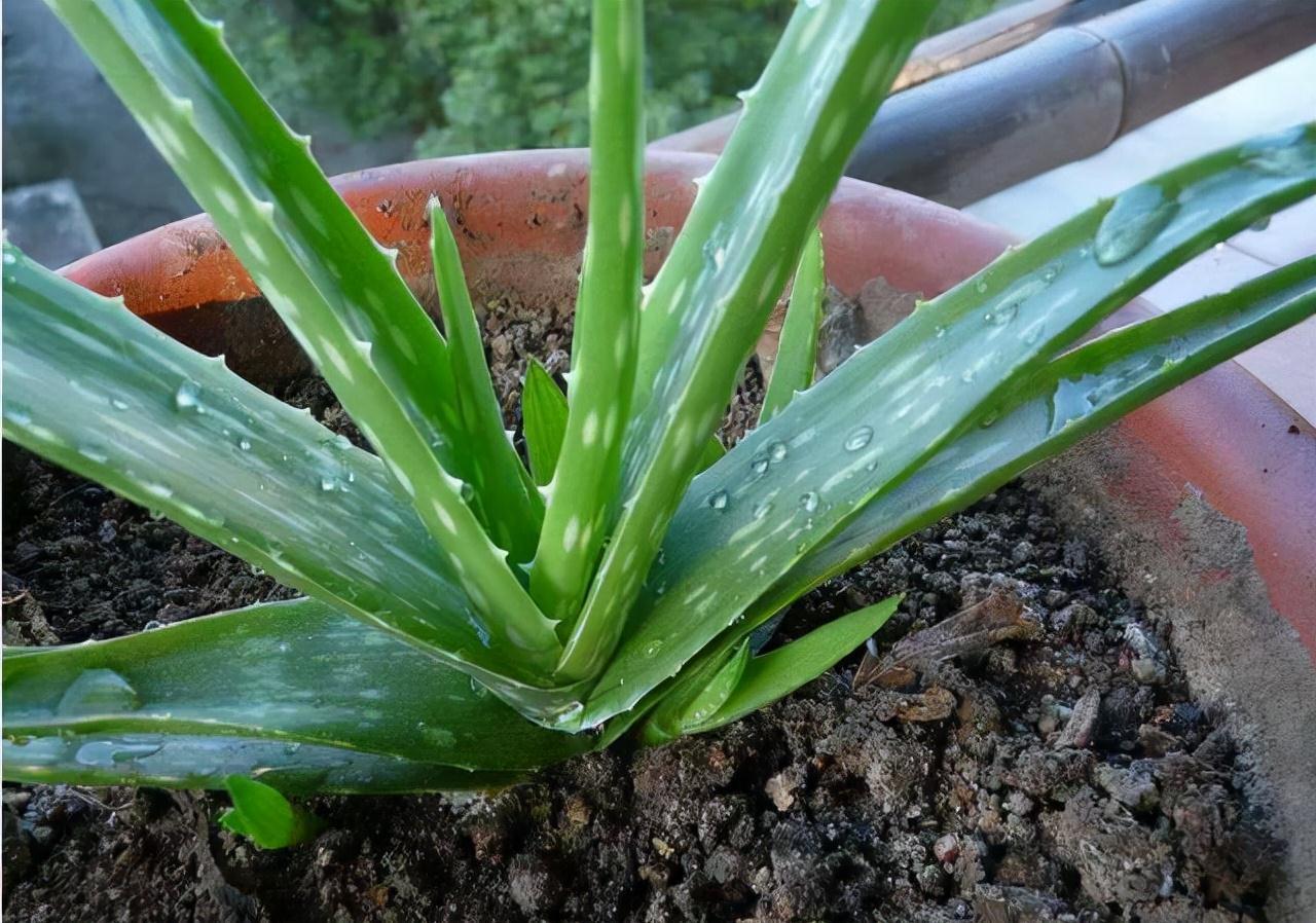 6种花“很吉祥”,建议养在卧室客厅,好看好养,还可当年宵花