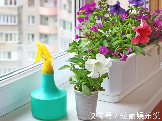 药片过期不知道该怎么处理?养花就用上它们,可一举两得