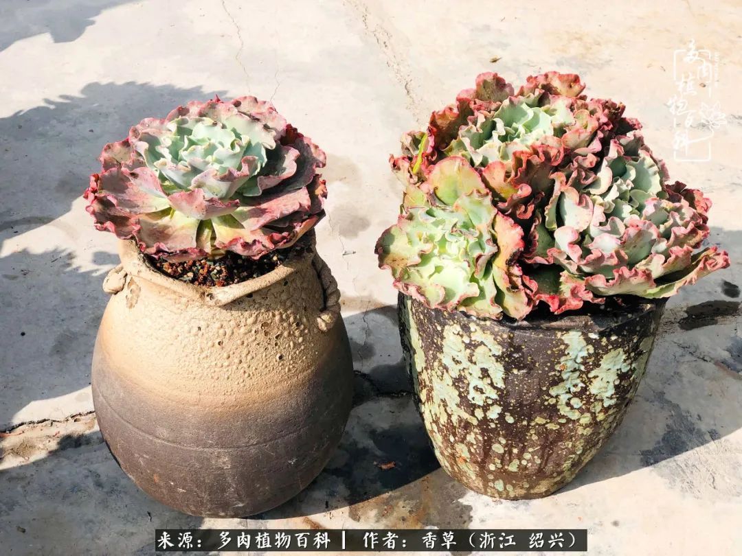 阳台上的一亩三分地，我愿与你一起，与时光媲美！