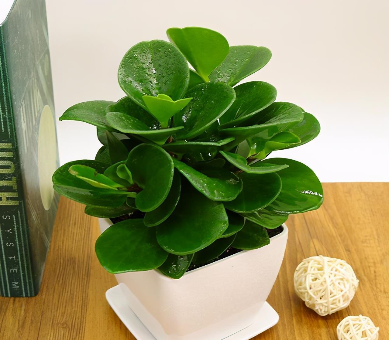 泼辣花|谁说养花难?4种“泼辣花”,扔在土里就生根,繁殖一片小崽子