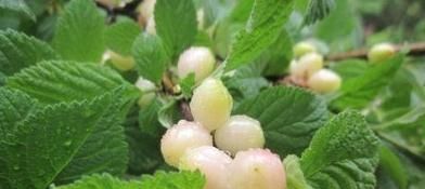 气血不|它被称作的“树上珍珠”,是补血之王,气血不足的人要多吃!