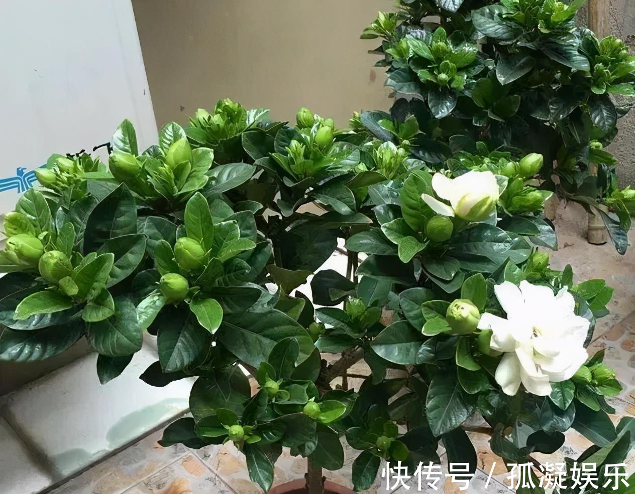 煤渣|养茉莉栀子花,千万别用2种土,用了就黄叶,养一盆死一盆