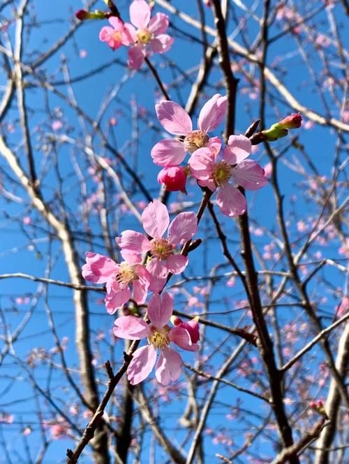 美炸！珠海这片粉红“花海”免费开放啦！趁还没火赶紧去…