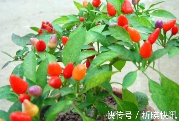 果实|此花是“椒中珍品”,寓意为引人注目,可以为家中带来财运!