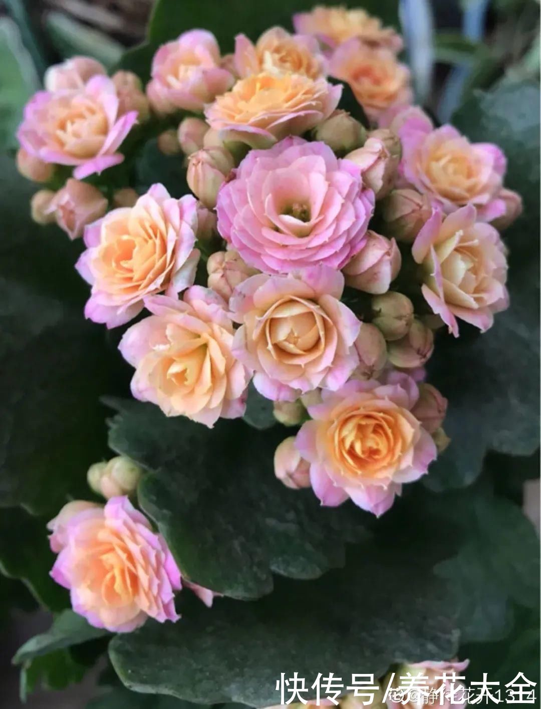 上万块的蟹爪兰，开花像烟花，养过的人不多