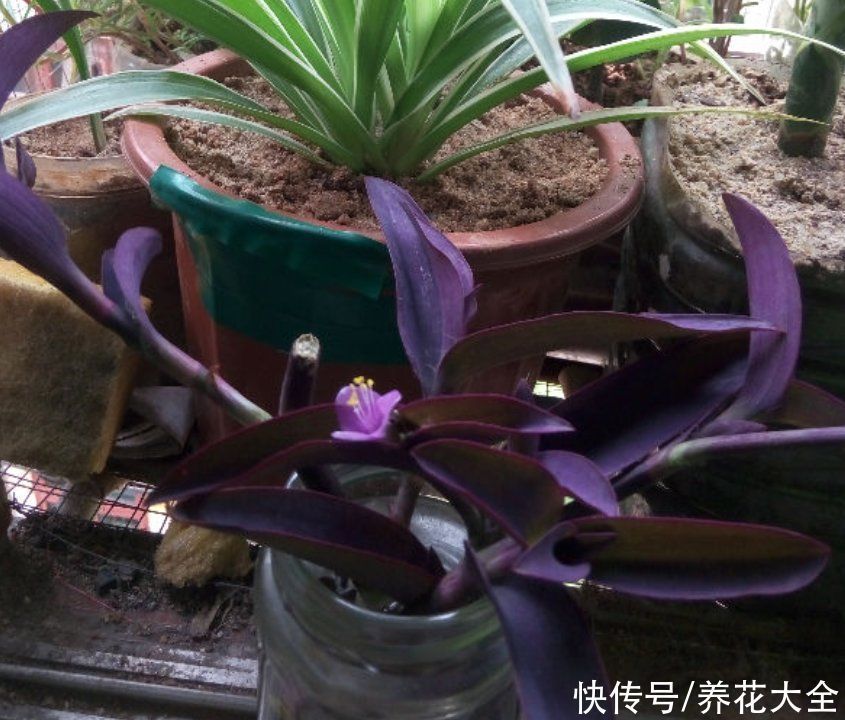 紫竹梅紫得高贵,忽略一件事,叶子变成“丑陋绿”,太难看