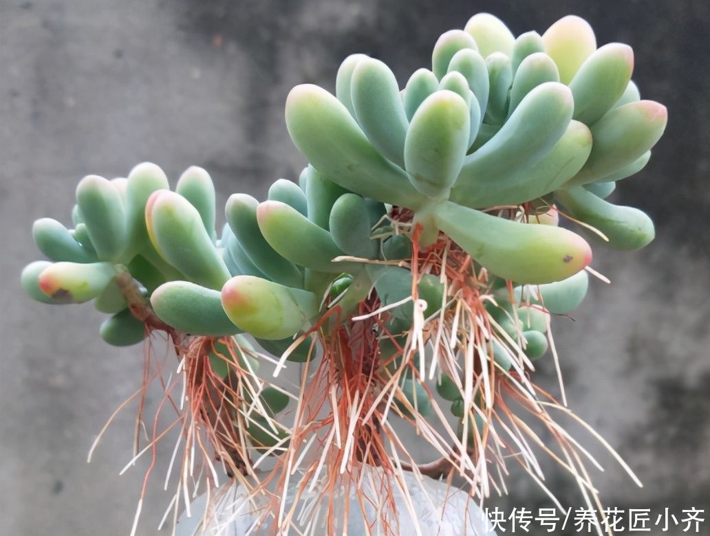 土壤|夏天多肉长气生根，不一定是缺水，别着急补水，可能是这两个原因